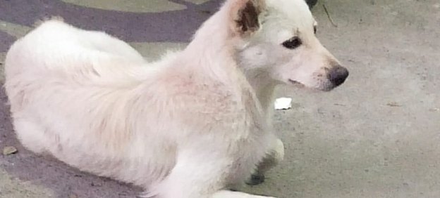 A white dog resting on the road, an animal in need of protection and care