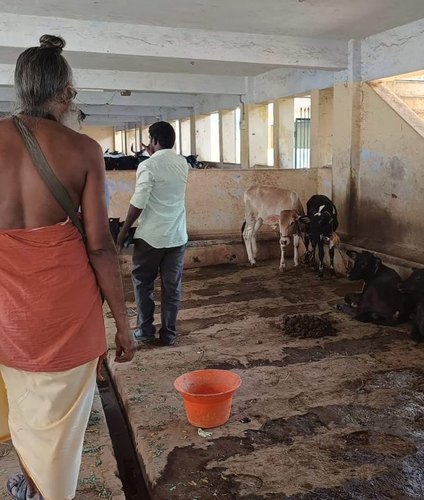 Cattle cared for in a sheltered shed
