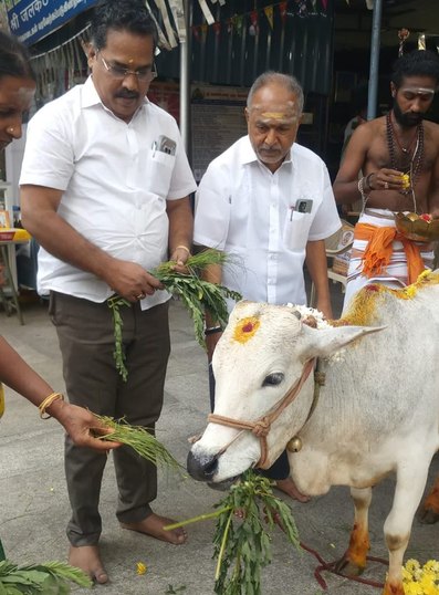 People offering fodder to a cow, showing everyday kindness to animals