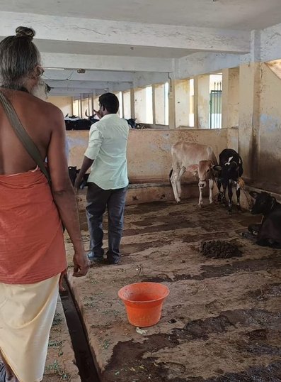 Cattle protected in a sheltered shed