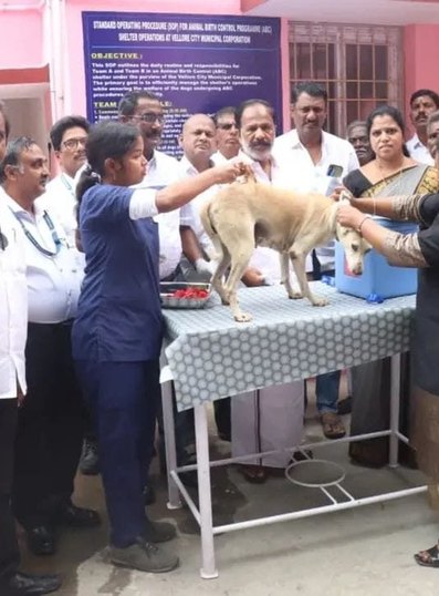 Veterinary team and community members at an animal care event