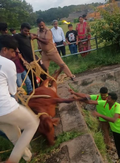 Rescuers and community members acting to help an animal