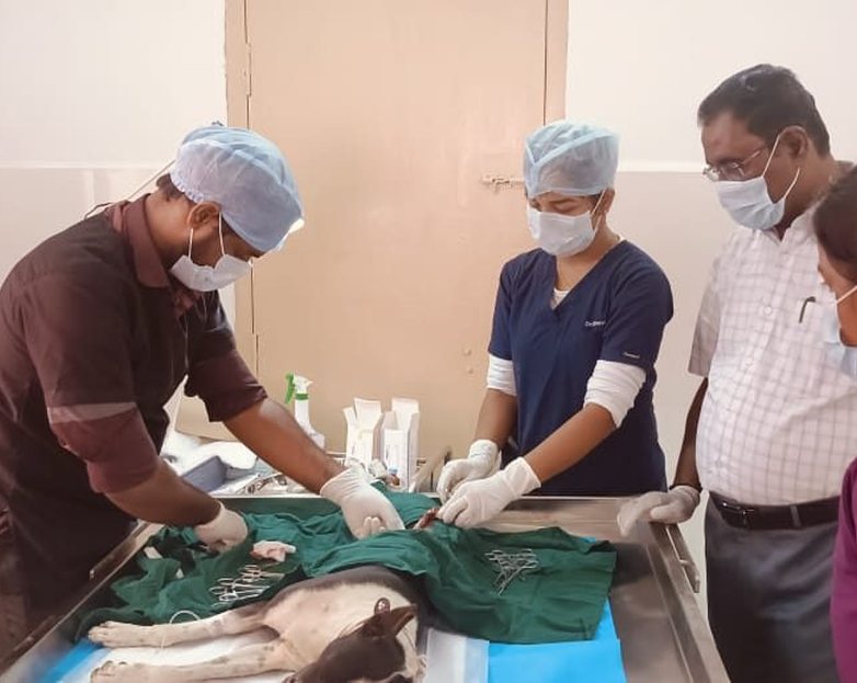 SPCA veterinary care for animals