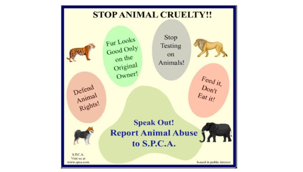 Understanding Animal Cruelty