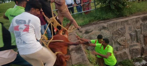 Rescuers and community members helping an animal in distress