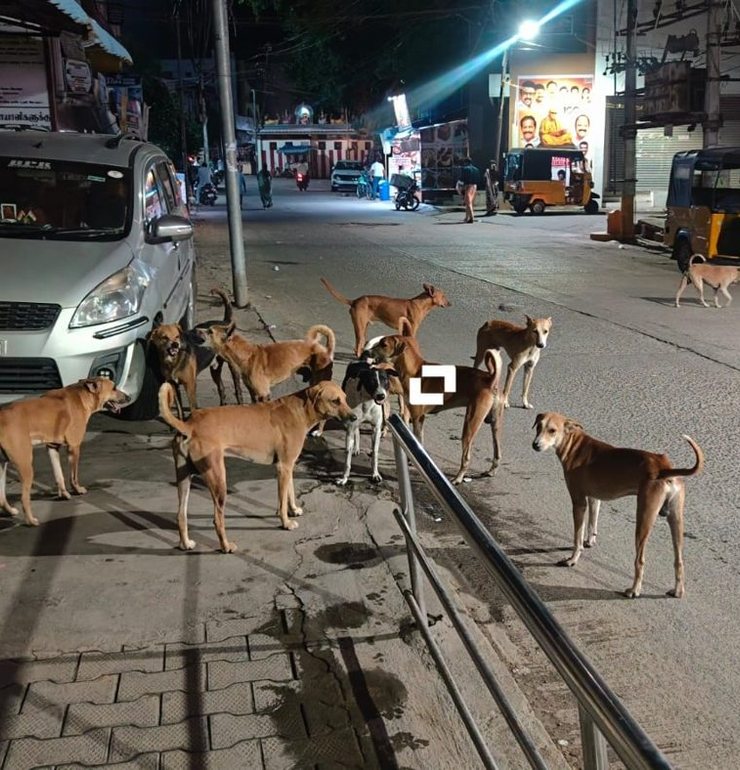 Stray animals in need of care