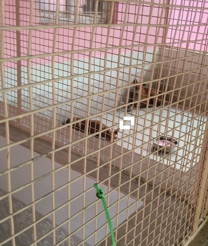 Shelter & Animal Welfare