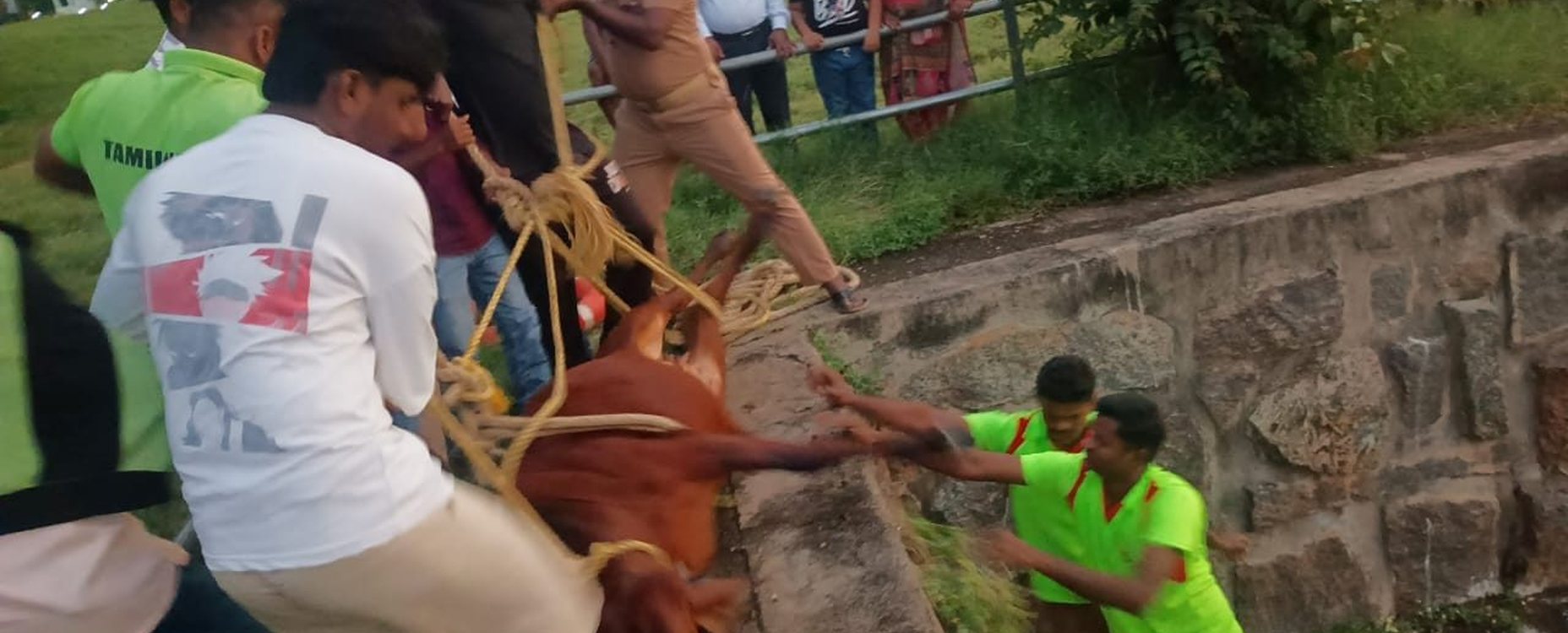 Community members helping an animal in distress